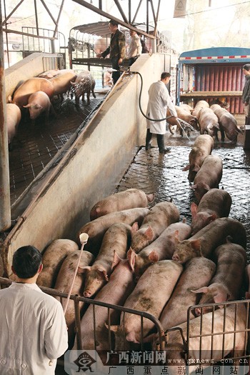 探访南宁最大生猪屠宰加工厂:放心肉是这样出笼的