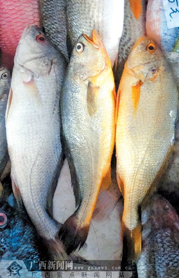 鱼贩曝内幕:"美容鱼"更好卖 白花鱼染色改姓"黄"