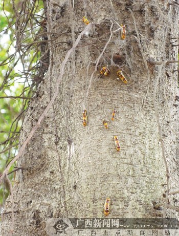 路边榕树长虫过往行人心惊 掉到人身上会浑身发痒