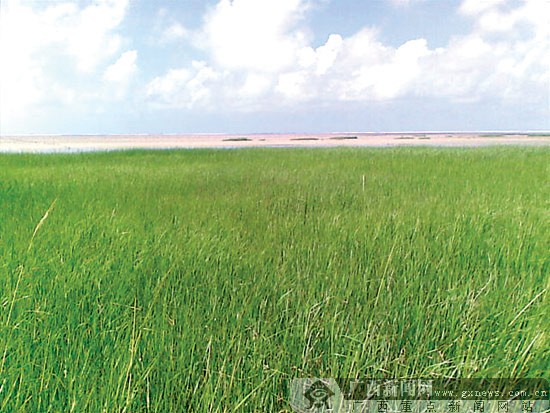 这种被村民称为"大米草"的绿色植物,近年来在北海海滩疯长,逐渐取代