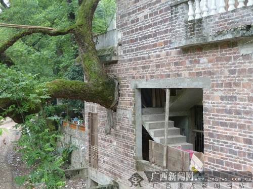 它们的根部长在民房里,树干穿过墙壁探出屋外,还长得枝繁叶茂