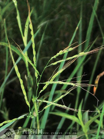 全国仅3种野生水稻广西有2种专家建议建保护基地