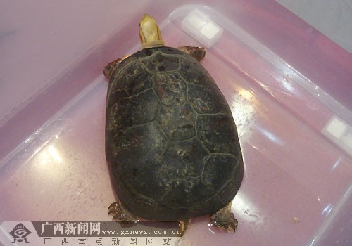 2011全国龟鳖评比大赛南宁开赛 双头奇龟亮相