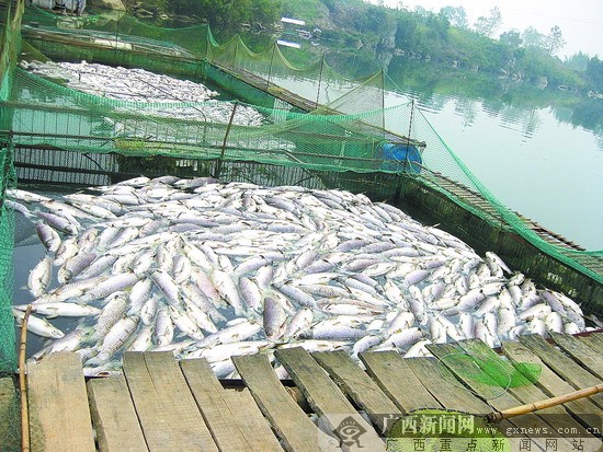 1万多公斤的网箱鱼猝死 已有6天无人出面处理(图)