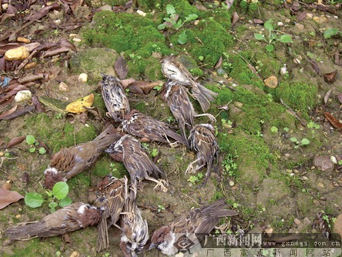 放生麻雀不堪冻饿而死 放生动物应了解放生常识