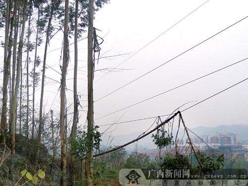 倒下的桉樹壓住了高壓線.盧春雷攝