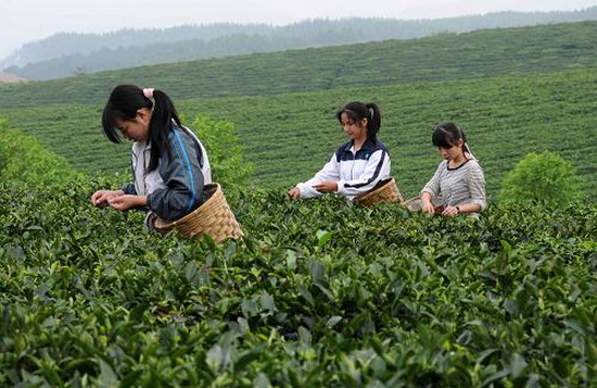 茶香满园品在灵山