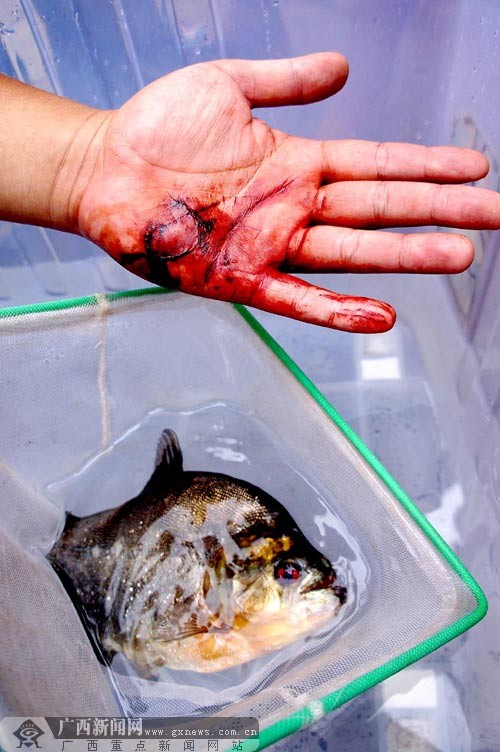 "食人鱼"现柳江河咬伤两人 3条鱼主动攻击河边人