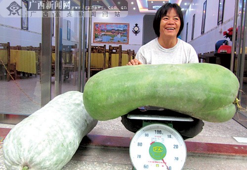 忻城县城关镇一农妇种出40公斤巨型冬瓜(图)
