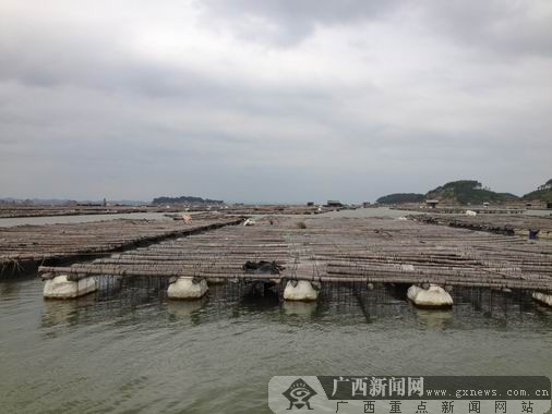 探索海洋宝藏——牡蛎养殖产业的发展动态