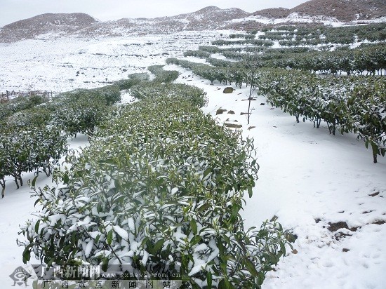 乐业雪景图片