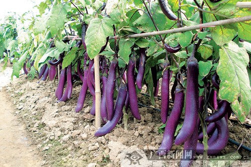 "瑞丰2号"紫长茄挂满茄子树. 广西农科院蔬菜研究所提供