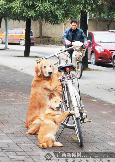 南宁街头两条狗狗贴身看守主任自行车 停车不用锁