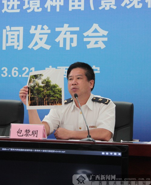 广西检验检疫局动植检处处长包黎明向记者展示进境景观树照片.