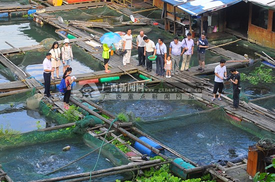 致富鱼卢鱼_致富鱼游出产业振兴路_致富经鱼