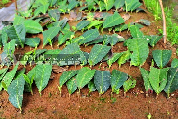 金秀力争2015年春出圃野生茶茶苗超1860万株
