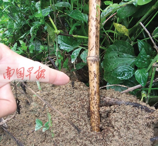 红火蚁入侵一家数人被蜇 被红火蚁蜇伤怎么办(图)