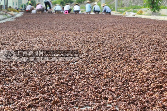 雅长乡八角喜获丰收 农民人均增收140元