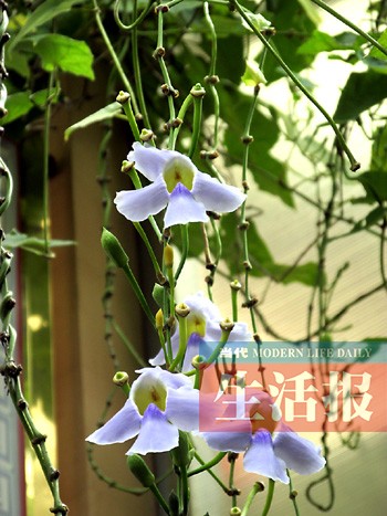 "大花老鸭嘴"花开得正艳