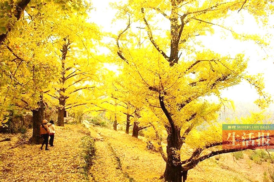 桂林海洋银杏林(桂林园林局供图)