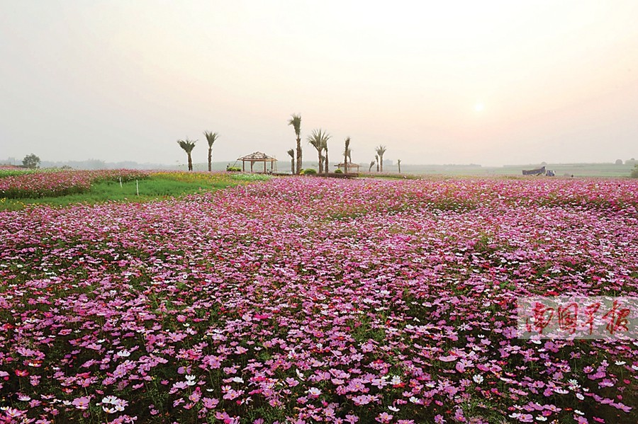幸福花海开园仪式和台湾风情美食节举行(图)