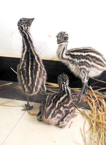 长沙首次孵化出3只鸸鹋 系澳大利亚国宝(图)