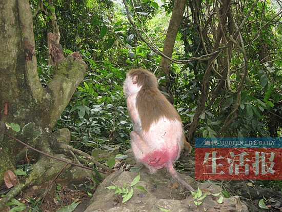 这只猴子掉毛严重