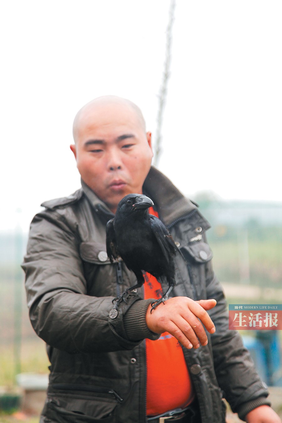 会抓老鼠会说"你好"学狗叫 乌鸦耍小聪明征服主人