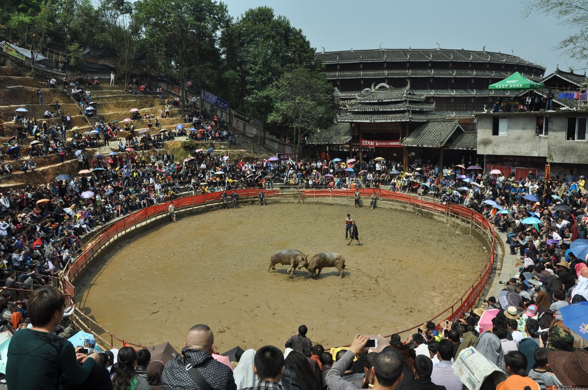 高清三江侗族斗牛欢度三月三