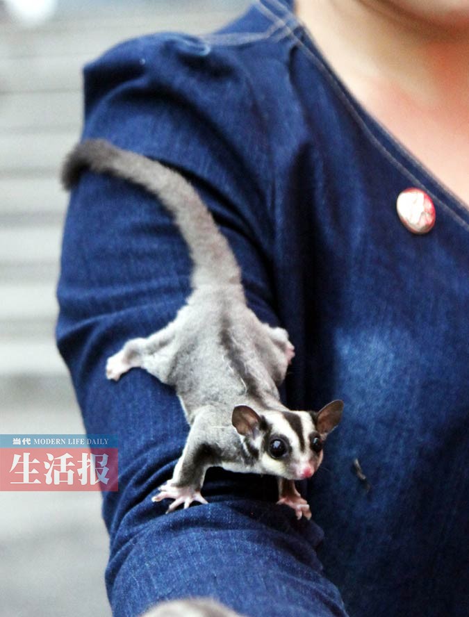 胡女士给蜜袋鼯制作了一个袋子.蜜袋鼯也爱吃水果.