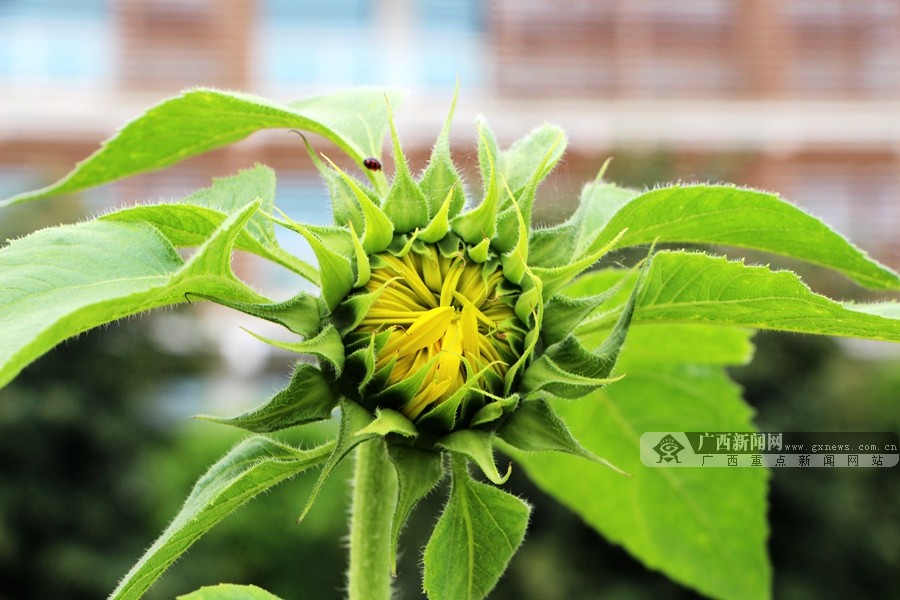 高清:人间四月天 南职校园葵花朵朵盛开