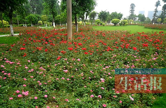 南寧有3個賞花好去處 滿天星和波斯菊開得正旺