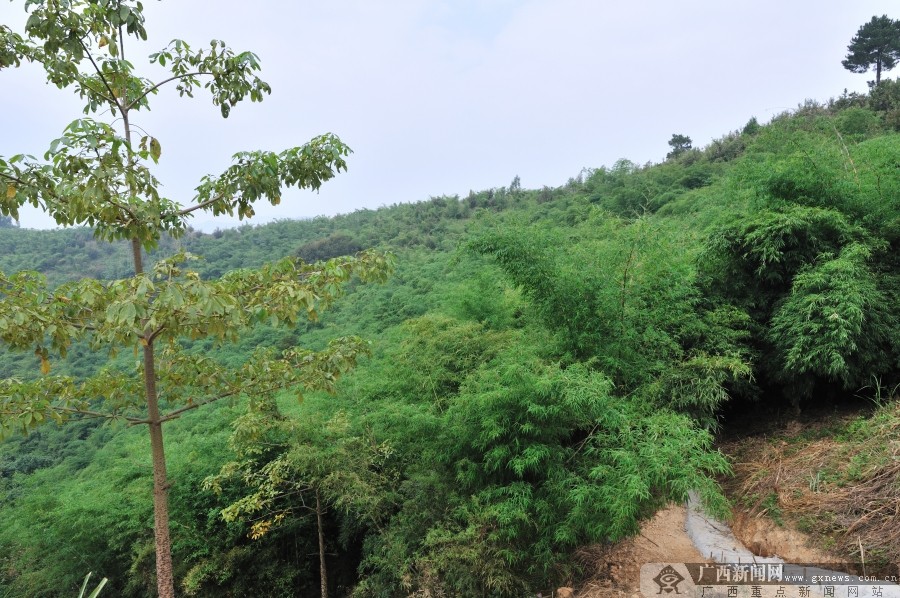 兴业银行南宁分行在林逢镇民族村扶贫纪实-广西新闻图集