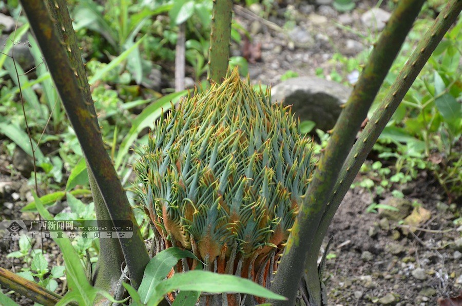 高清:植物"活化石 广西德保苏铁成功回归自然(2/10)