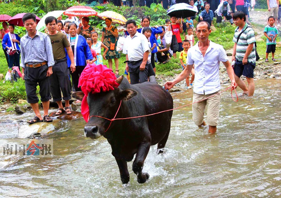 6月28日当天,还举行传统的黄牛"上树"仪式,用铁笼拉牛上树,祈愿丰收.