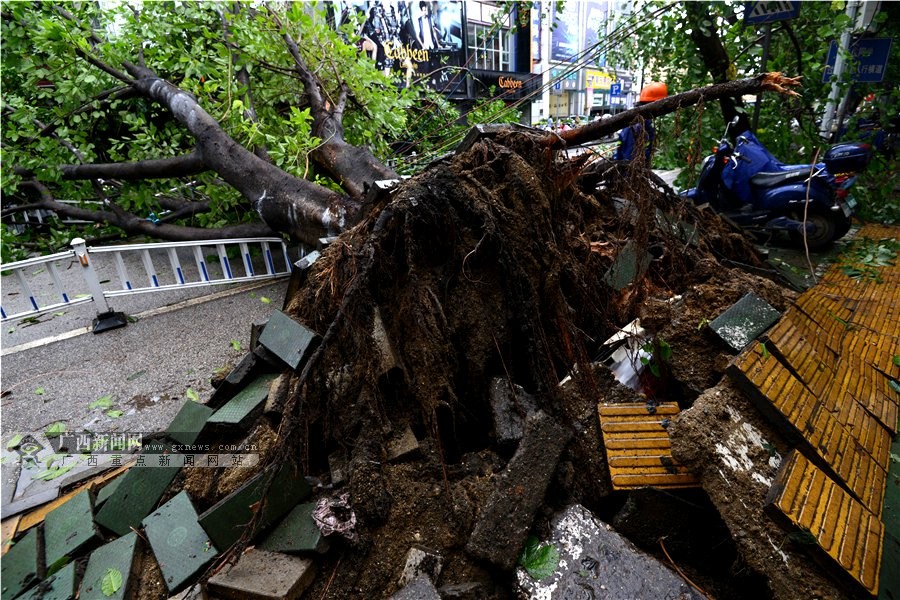 南宁:强台风"威马逊"发威 大树遭连窝端(3/14)