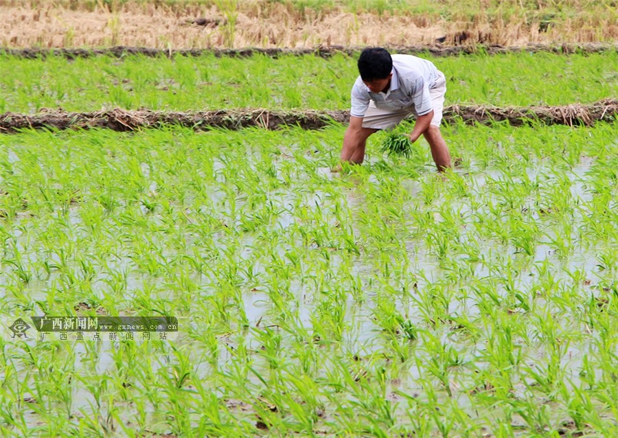 高清:广西全州农民开始"双抢" 抢插晚稻抢收早稻