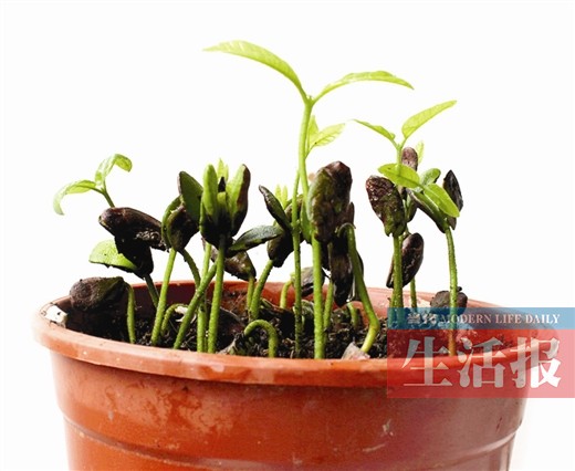 网传"种子盆栽"种植攻略受追捧