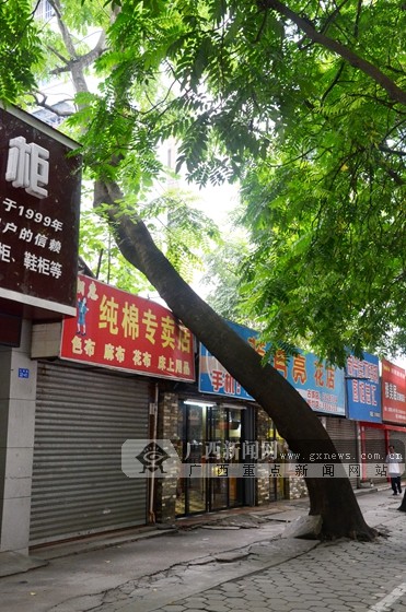 南宁市古城路一棵行道树长歪,直接压到了路旁店面的招牌.