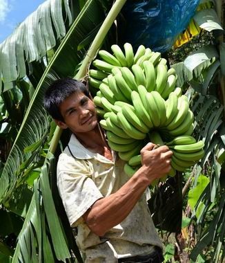 浦北县石埇镇灾后香蕉价飚升:收购价每公斤6元