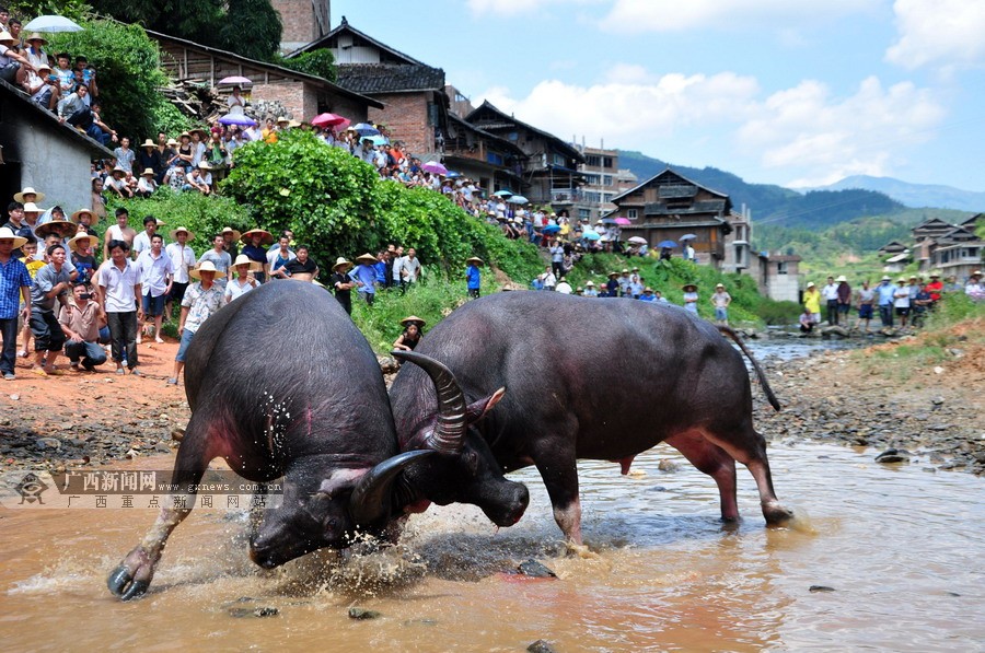 高清:广西三江侗寨斗牛庆丰收 数千人激情围观(1/9)
