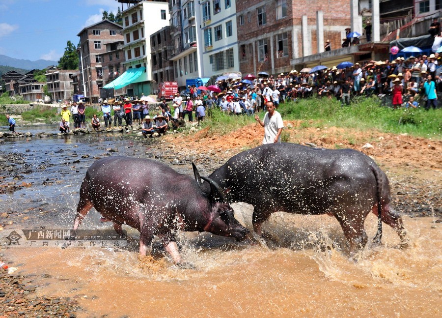 高清:广西三江侗寨斗牛庆丰收 数千人激情围观(4/9)