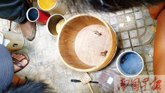 赌博工具 广西新闻网-南国早报记者 周伟武 文/图  "斗蟋蟀"是一项很