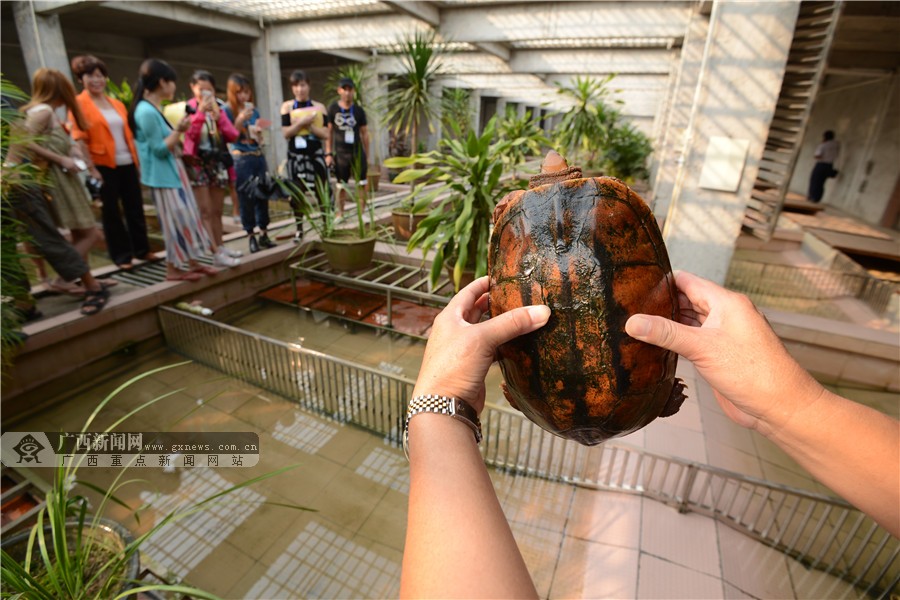 钦州龟鳖产业撑起"中国龟谷"(组图)-广西新闻图集