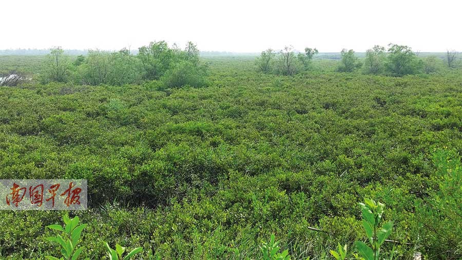 图为健康生长的本地红树林树种.记者 苏华摄