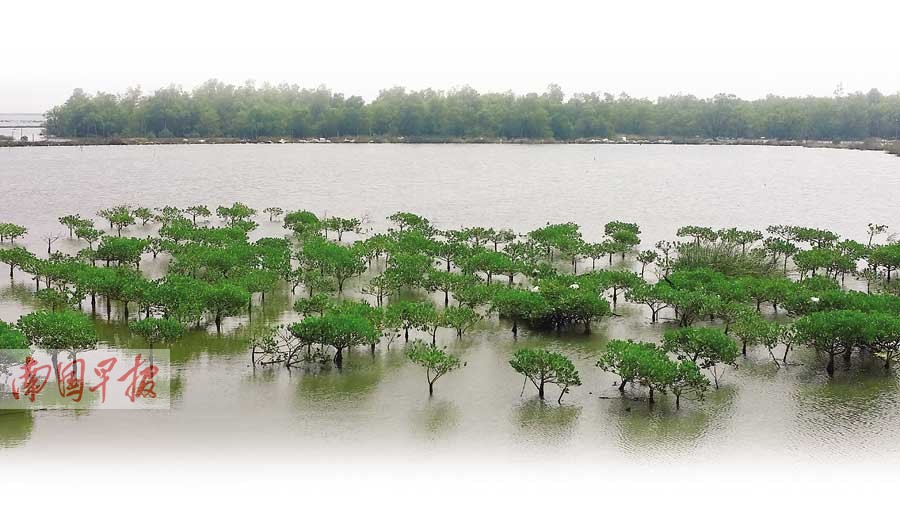 多年前,钦州市在沿海红树林内引进种植了数千亩外来树种——无瓣海 