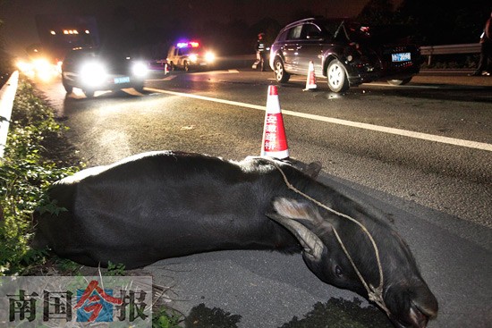 高速路上突然蹿出大水牛 奥迪车猝不及防将牛撞飞