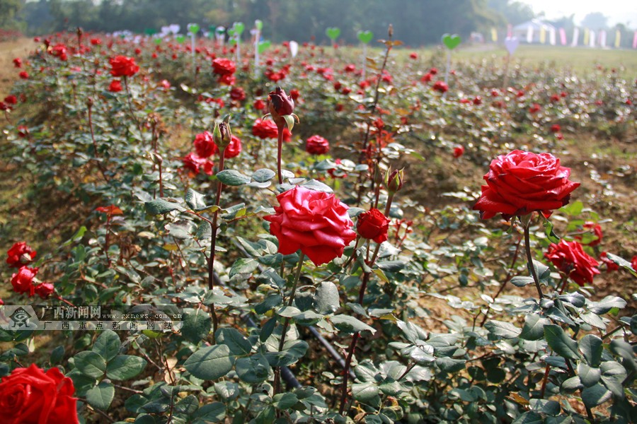 高清:南宁西乡塘玫瑰庄园元旦开园 缤纷花海引客(10/16)