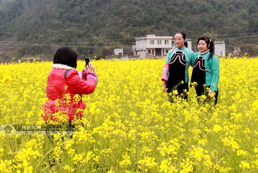 高清:隆林完成5万亩油菜花种植 现已陆续开花_广西新闻网精彩图集新闻