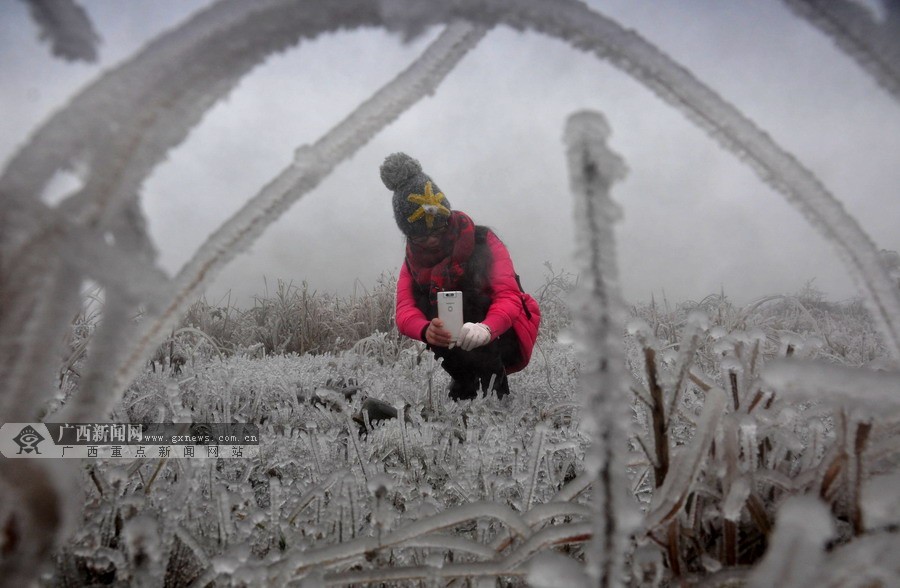 高清:三江高寒地区冰层结厚 美丽冰挂引摄友狂拍(4/12)
